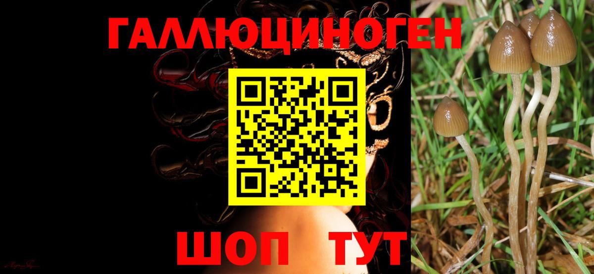 Псилоцибиновые грибы GOLDEN TEACHER Аргун